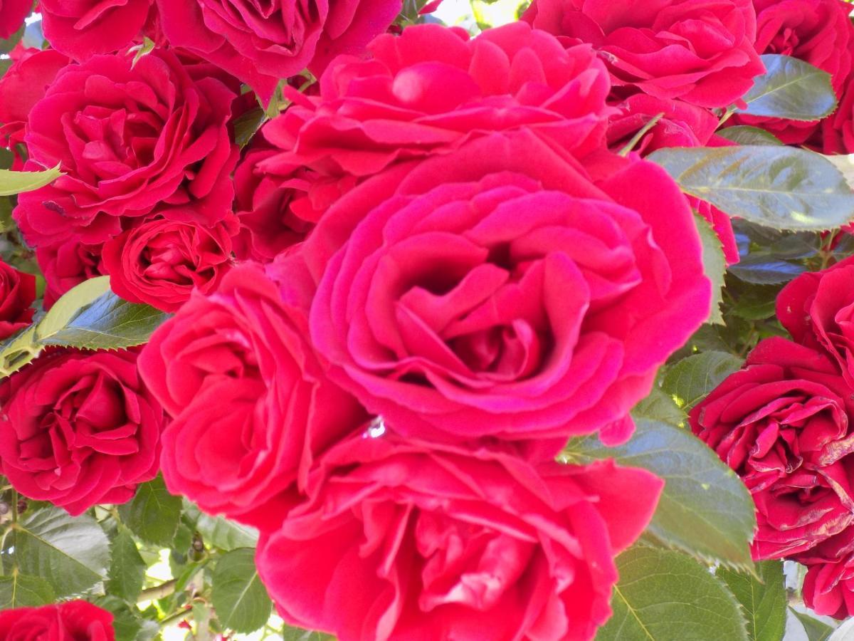 Des Roses Hotel Platanias  Exterior photo